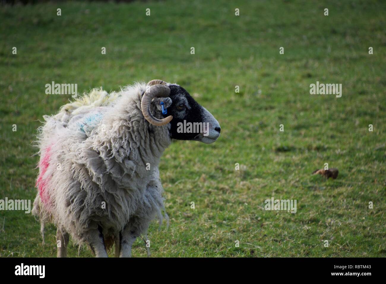A white sheep with a black face poses in a field, striking against the green grass. She has horns and red and blue marks on her fleece. Stock Photo