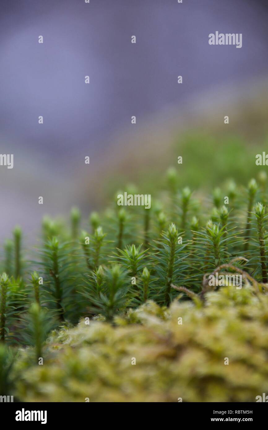 Delicate stems of green moss growing on a wall, in a sharp macro shot that makes them look like a forest of tiny trees Stock Photo