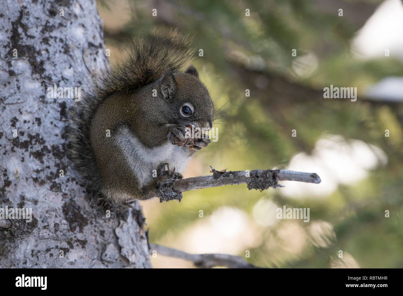 American red squirrel eating pine cone Stock Photo Alamy