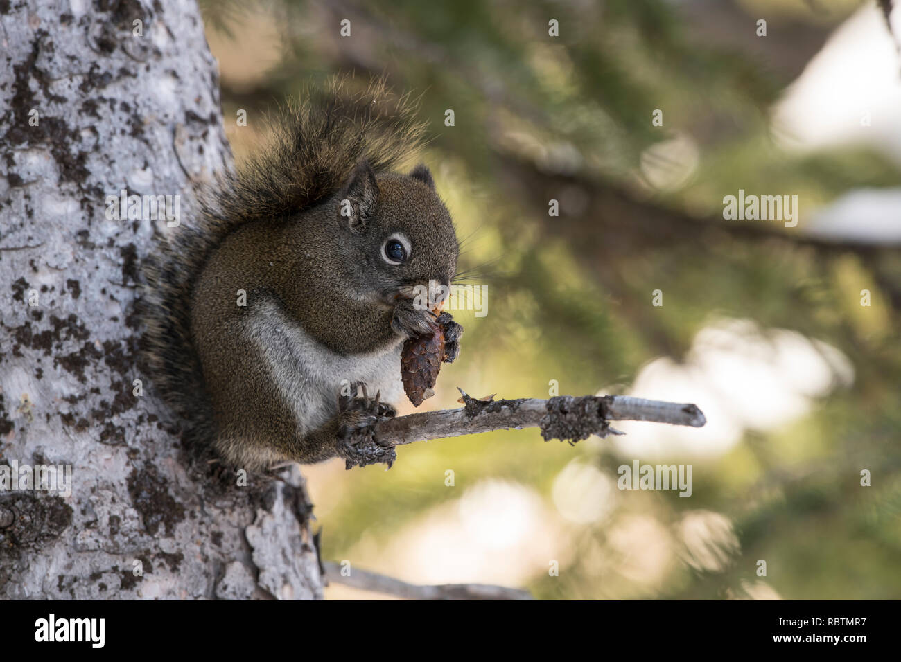 American red squirrel eating a pine cone hires stock photography and