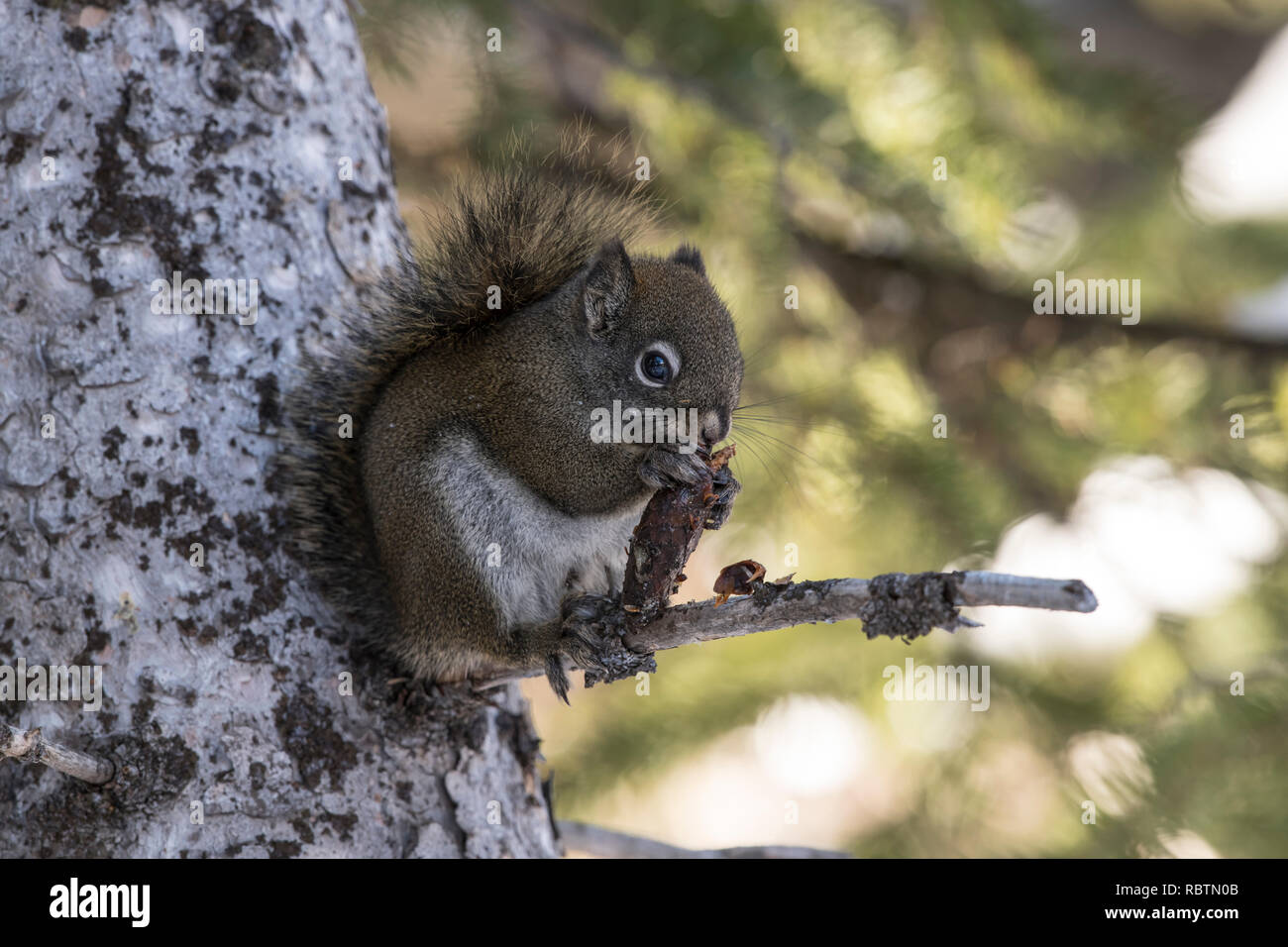 American red squirrel eating pine cone Stock Photo Alamy