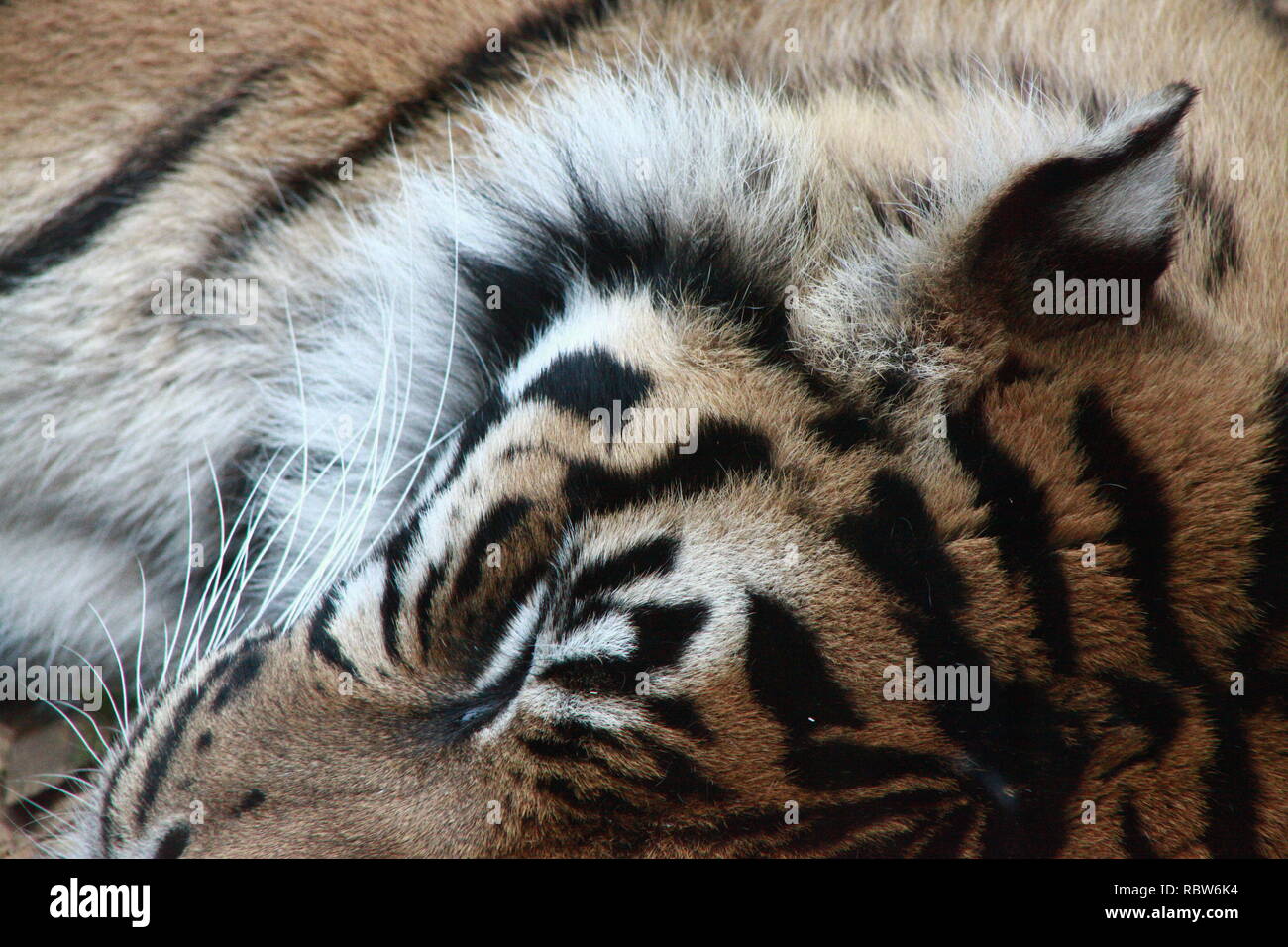 Sleeping tiger head Stock Photo