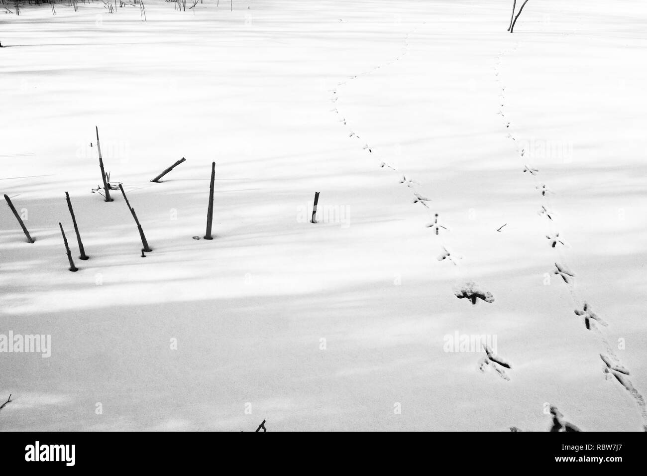 Great blue heron tracks hi-res stock photography and images - Alamy