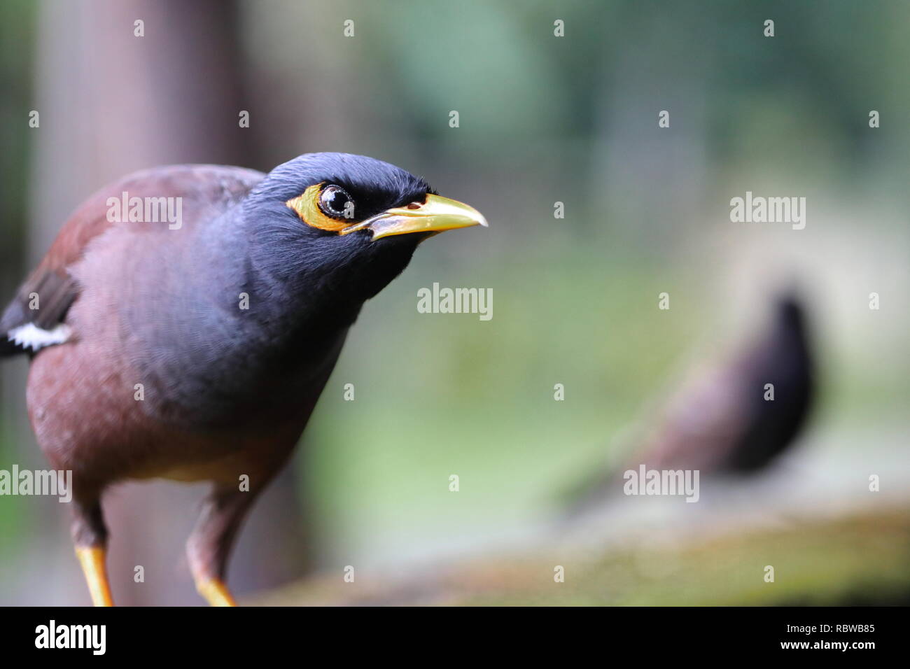 A common myna bird looking at you and sitting on a wall Stock Photo