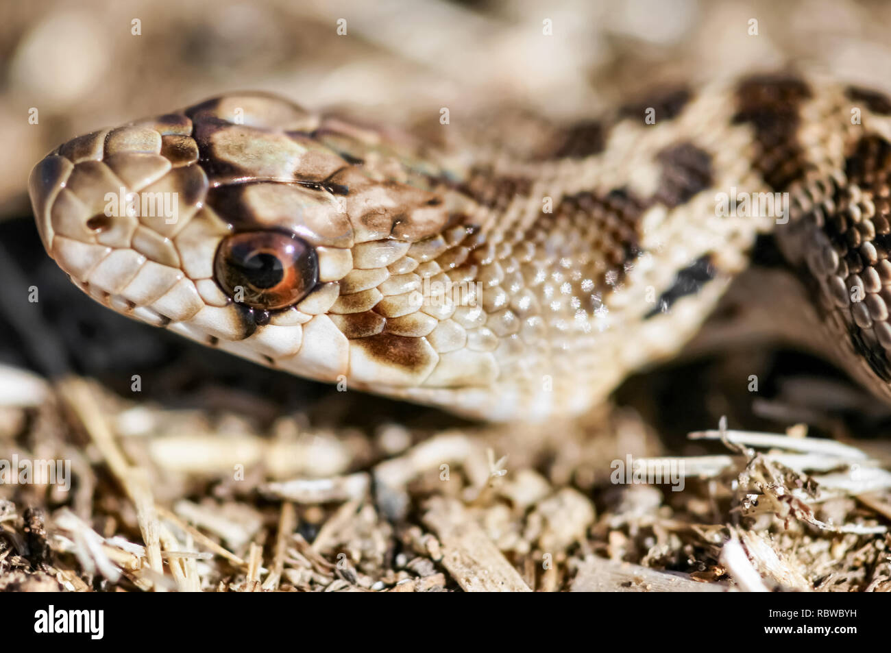 Adult Pacific Gopher Snake (Pituophis catenifer catenifer) head. Stock Photo