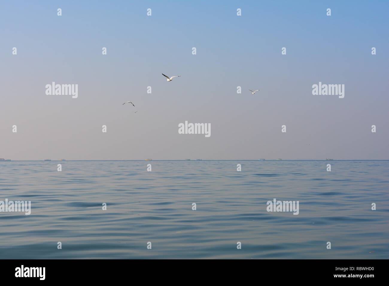 Flock of birds flying over the sea; flock of Audoin birds; 3 birds flying together. Stock Photo