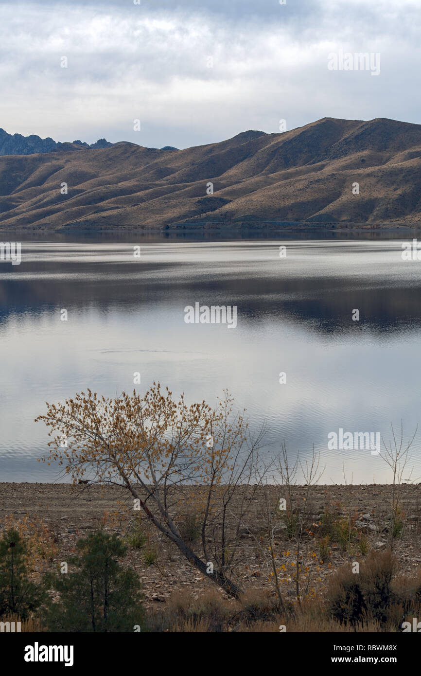 Tree on the shoreline of Topaz Lake on the Nevada California border