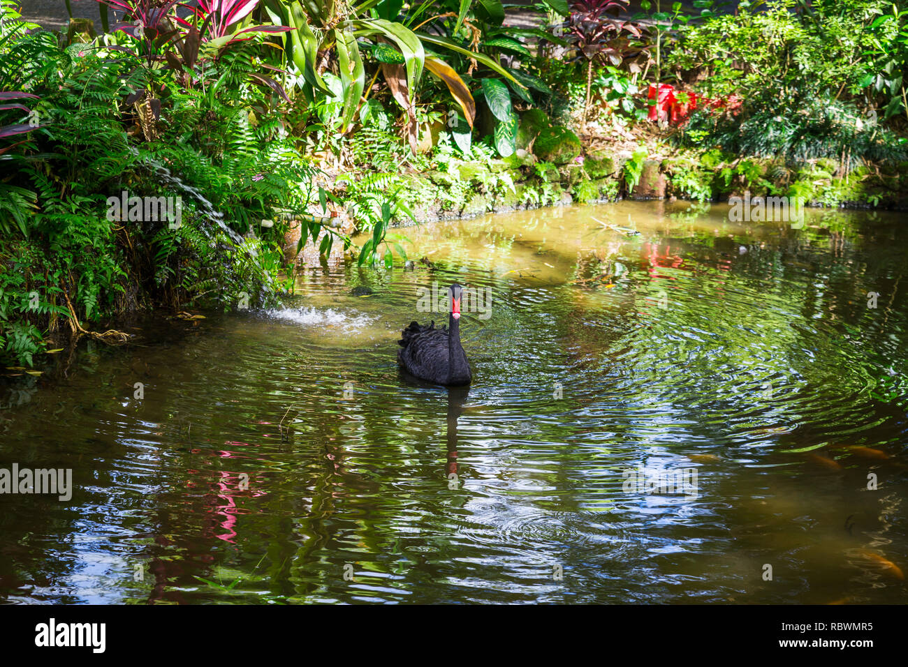 Swan swimming in a pond hi-res stock photography and images - Alamy