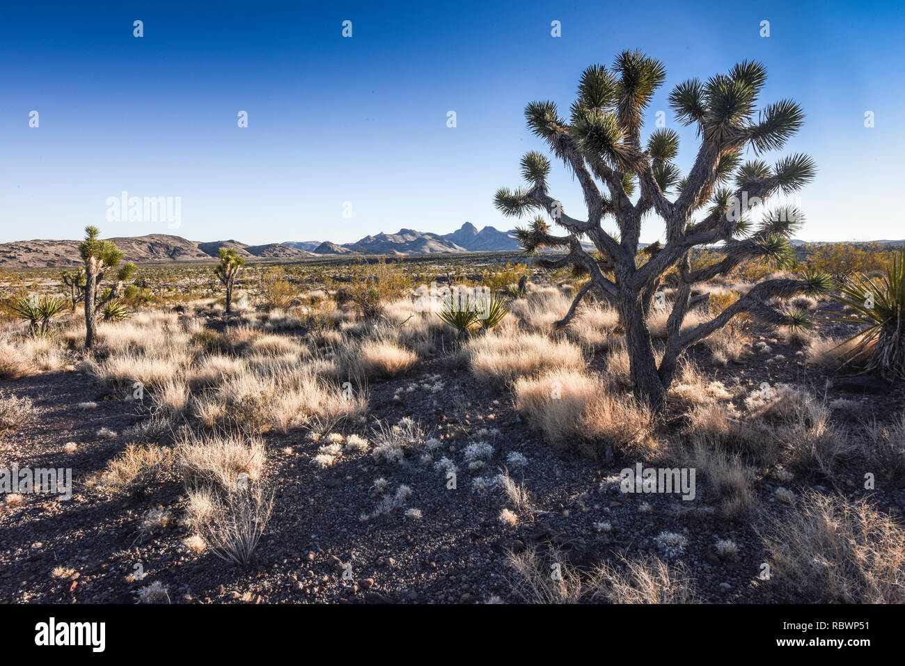 Mojave Desert near Searchlight, Nevada Stock Photo