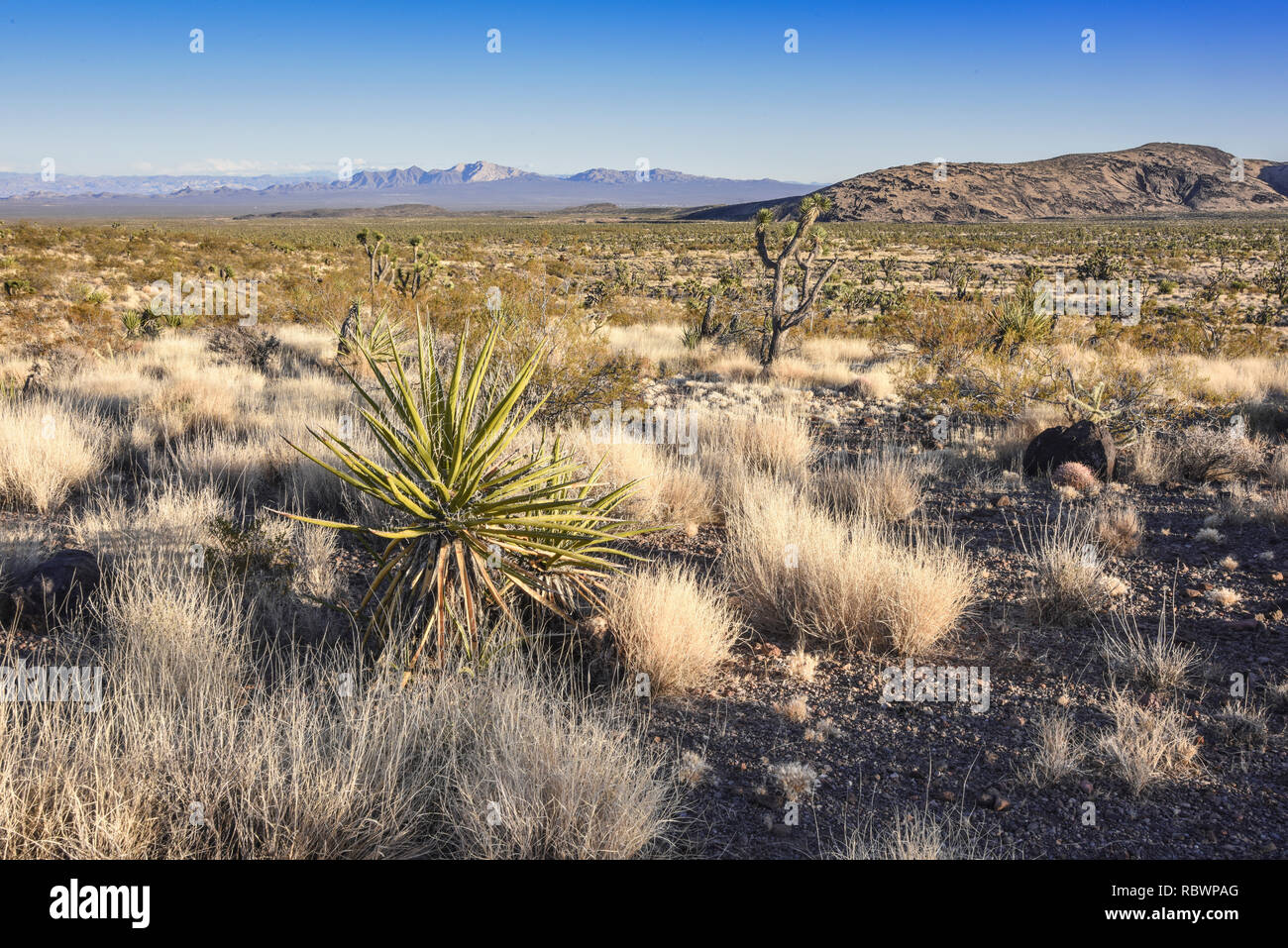 Mojave Desert near Searchlight, Nevada Stock Photo Alamy