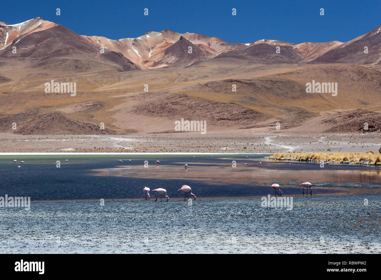 High on the Bolivian altiplano the mineral rich mountains show their colours and flamingos feed lazily in the toxic waters of the lake below. Stock Photo