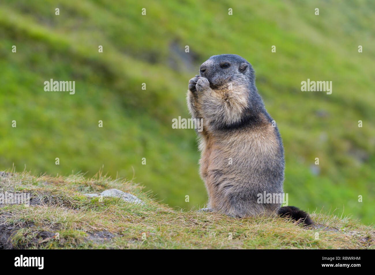Murmeltier hi-res stock photography and images - Alamy