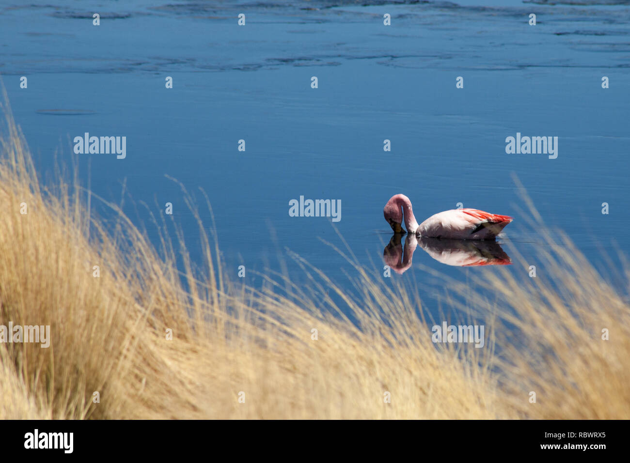 The mirror like surface of the lake reflects a graceful and calming scene as a single flamingo floats lazily and feeds near the grassy waters edge. Stock Photo