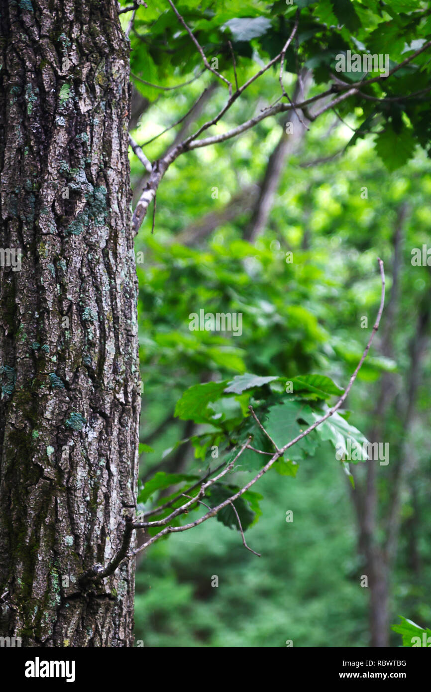 Details 100 tree nature background