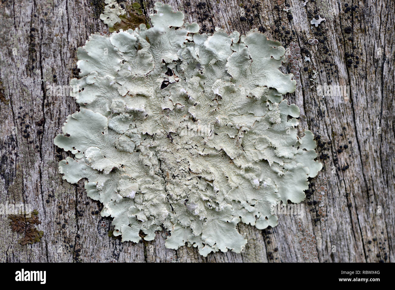 Lichen -Physcia caesia growing on wooden tree trunk used as bird perch and therefore nutrient rich located at Bracelet Bay on the Gower, Swansea Stock Photo