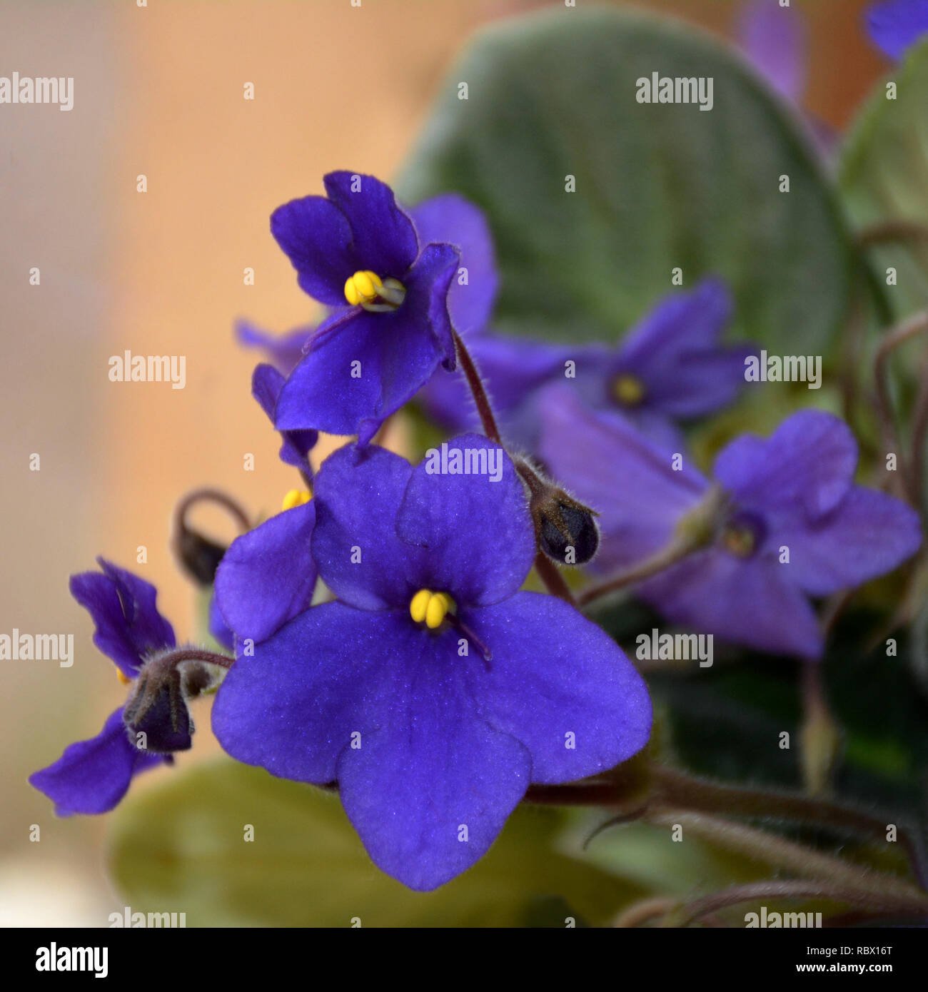 Violet flower with green leaves (Viola) Stock Photo