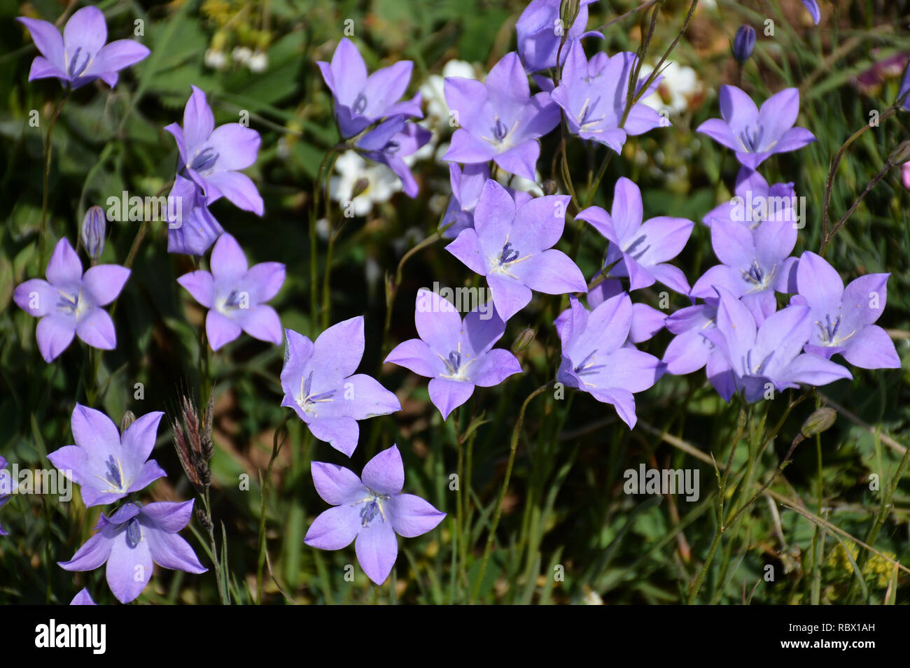 Beautiful purple flowers. Bush of violet flowers Stock Photo