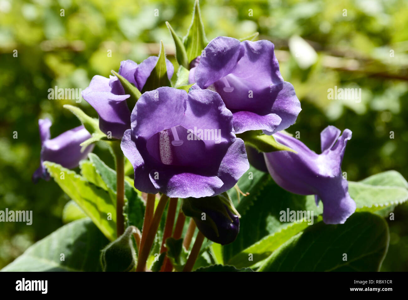 Purple flowers of gloxinia, Violet gloxinia. Decorative flower Gloxinia. Stock Photo