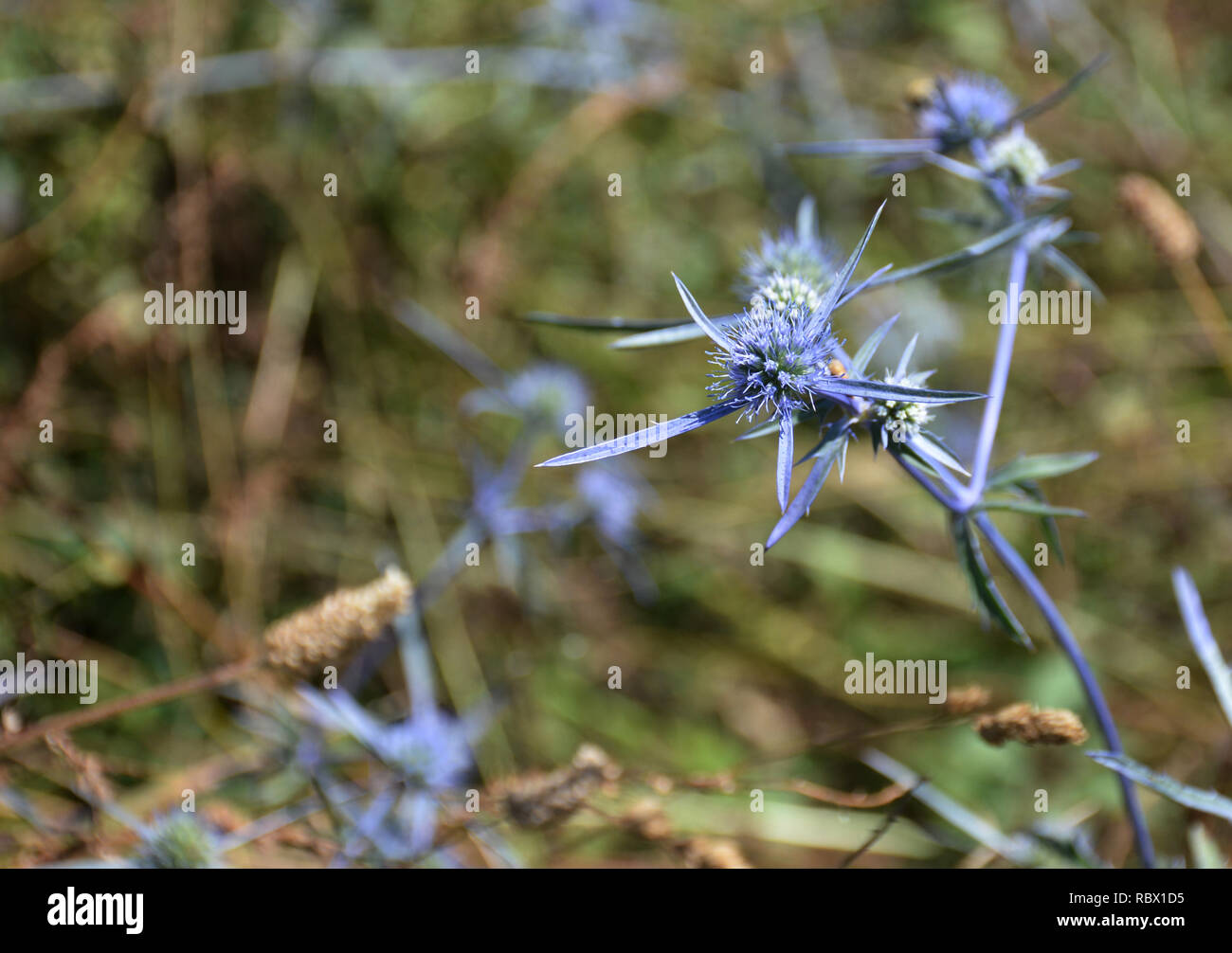 Blue thorn flower. spiky flower Stock Photo Alamy