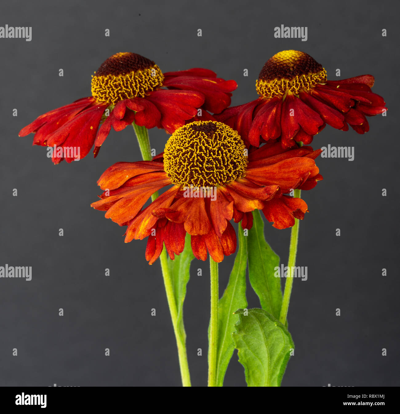 Still life fine art floral colorful macro of a bouquet / trio of wide open yellow red helenium / bride of the sun blossoms with stem and leaves Stock Photo