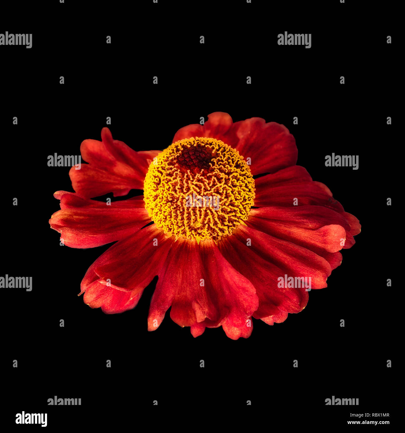 Still life fine art floral colorful macro of a single isolated wide open yellow red helenium / bride of the sun blossom in fantastic realism/surreal Stock Photo