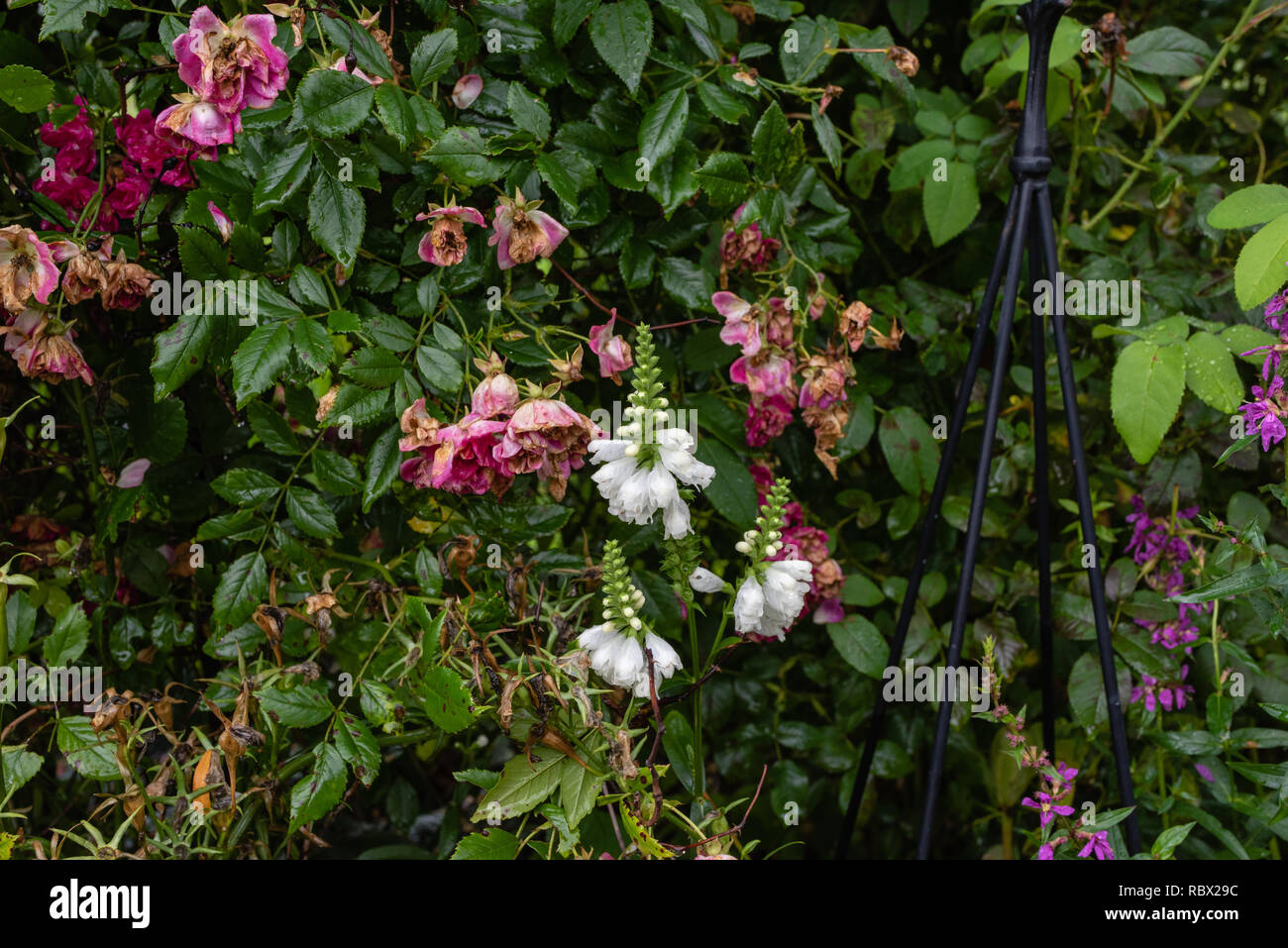 Colorful outdoor image of three blossoms of a green white false  dragonhead/obedient/obedience plant in front of a rose hedge with fading flowers Stock Photo