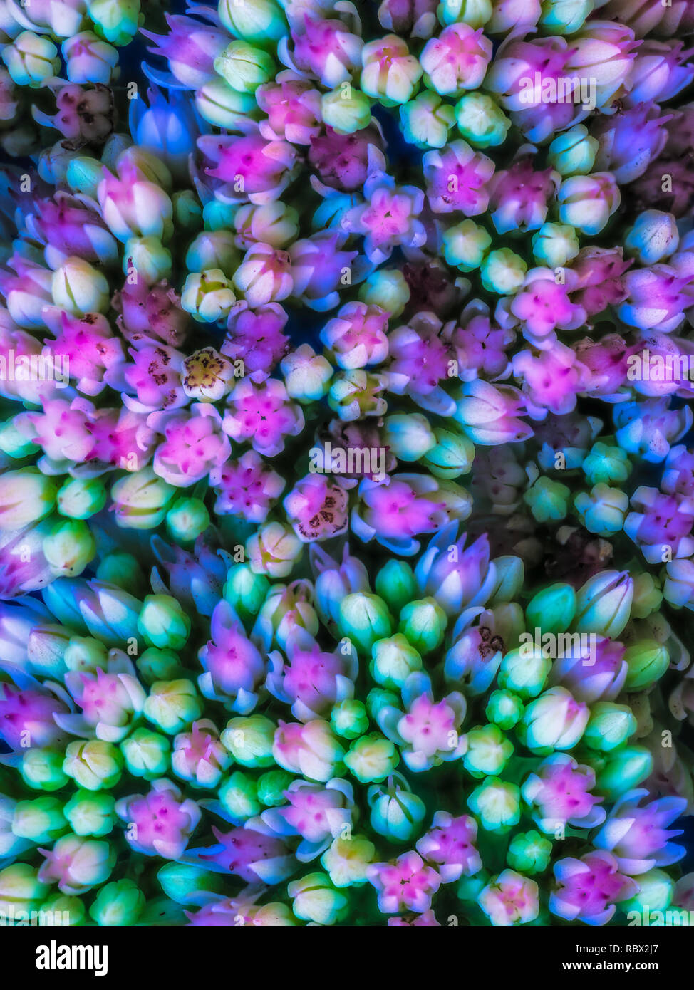 Fine art still life surrealistic color macro of evolving buds from a stonecrop plant in painting style Stock Photo