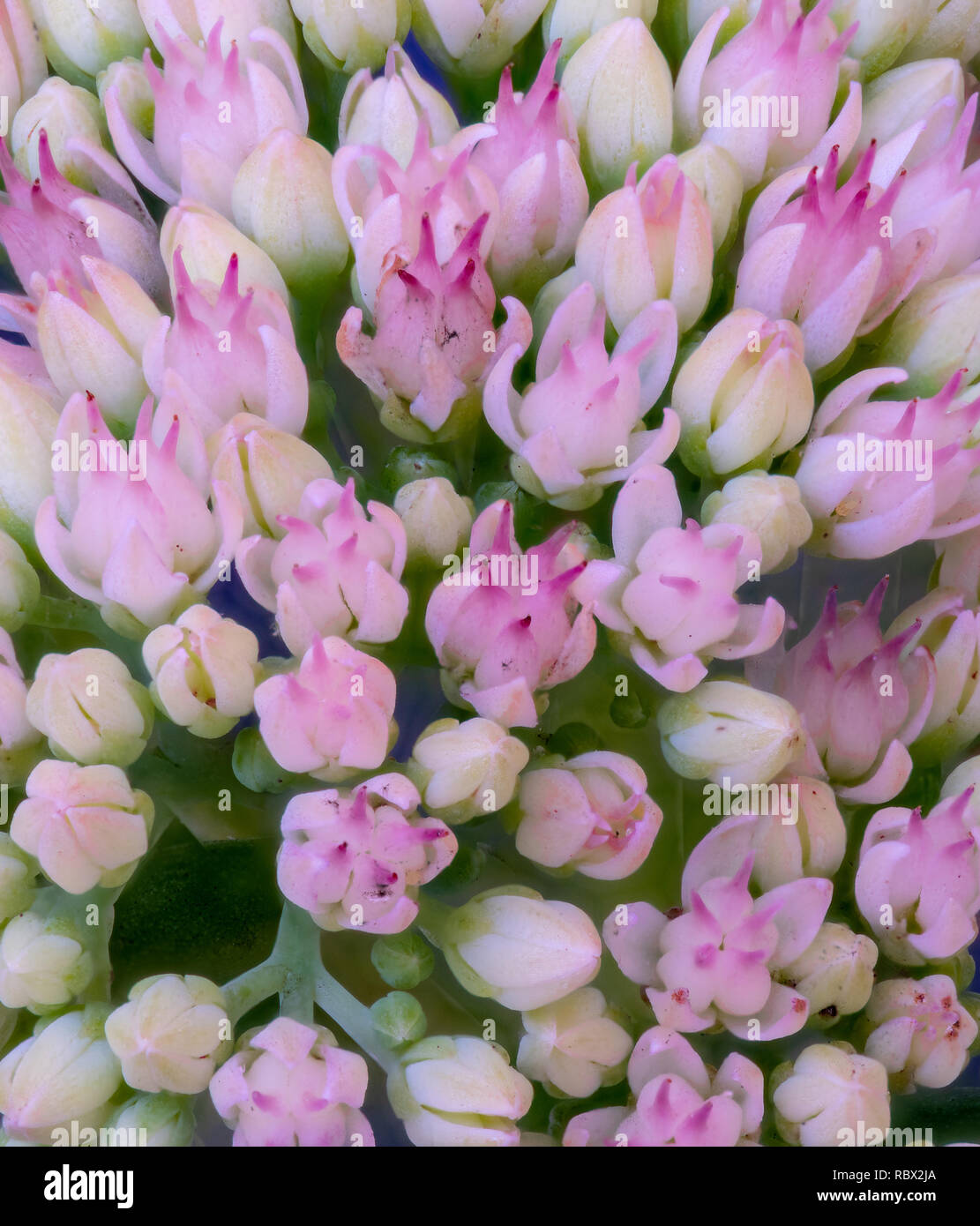 Fine art still life surrealistic pastel color macro of evolving buds from a stonecrop plant in painting style Stock Photo