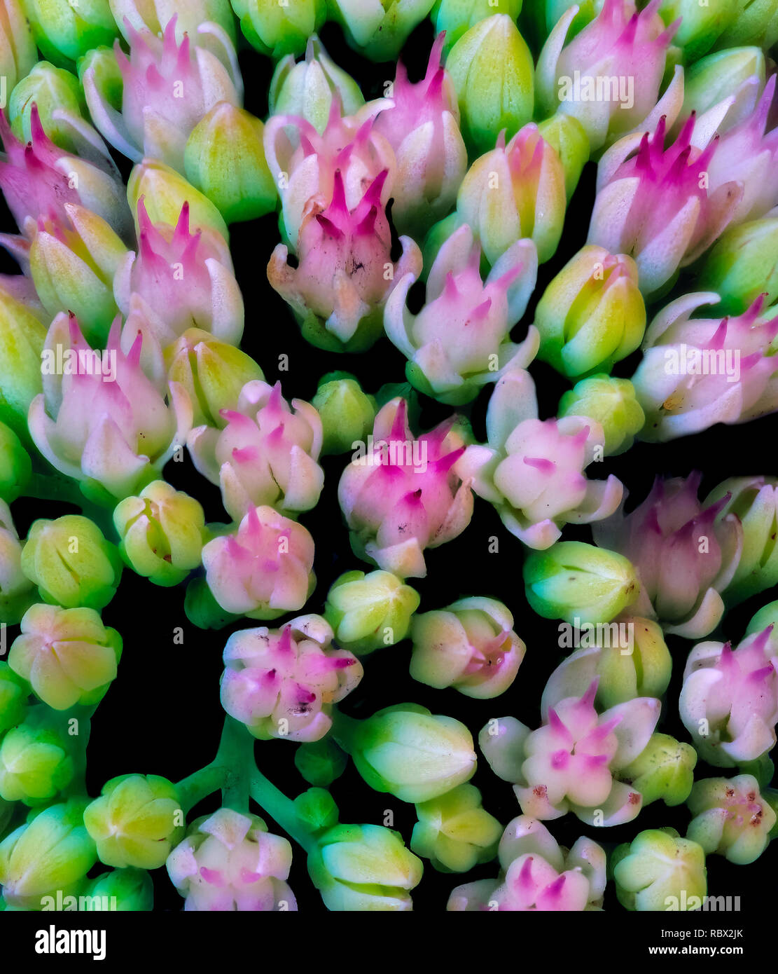 Fine art still life surrealistic color macro of evolving buds from a stonecrop plant in surrealistic painting style Stock Photo