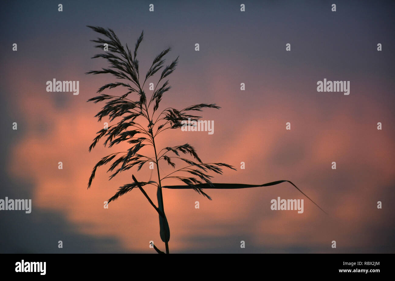 Silhouette of plant on the colorful sky. Silhouette of greenery at sunset. Flower grass silhouette on sky with clouds and sun. Stock Photo