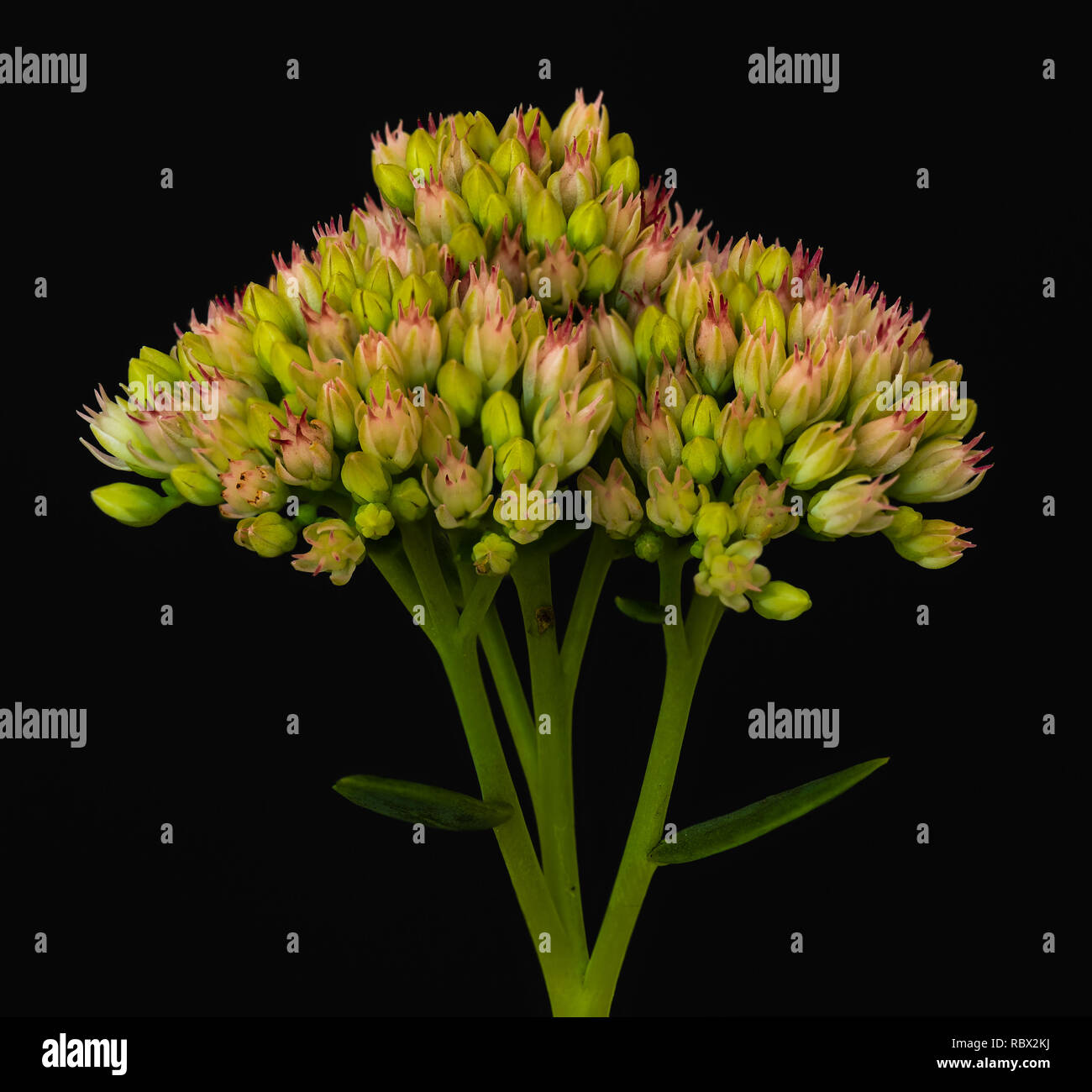 Fine art still life floral color macro of a single isolated stonecrop flower with evolving buds and leaves on black background with detailed structure Stock Photo