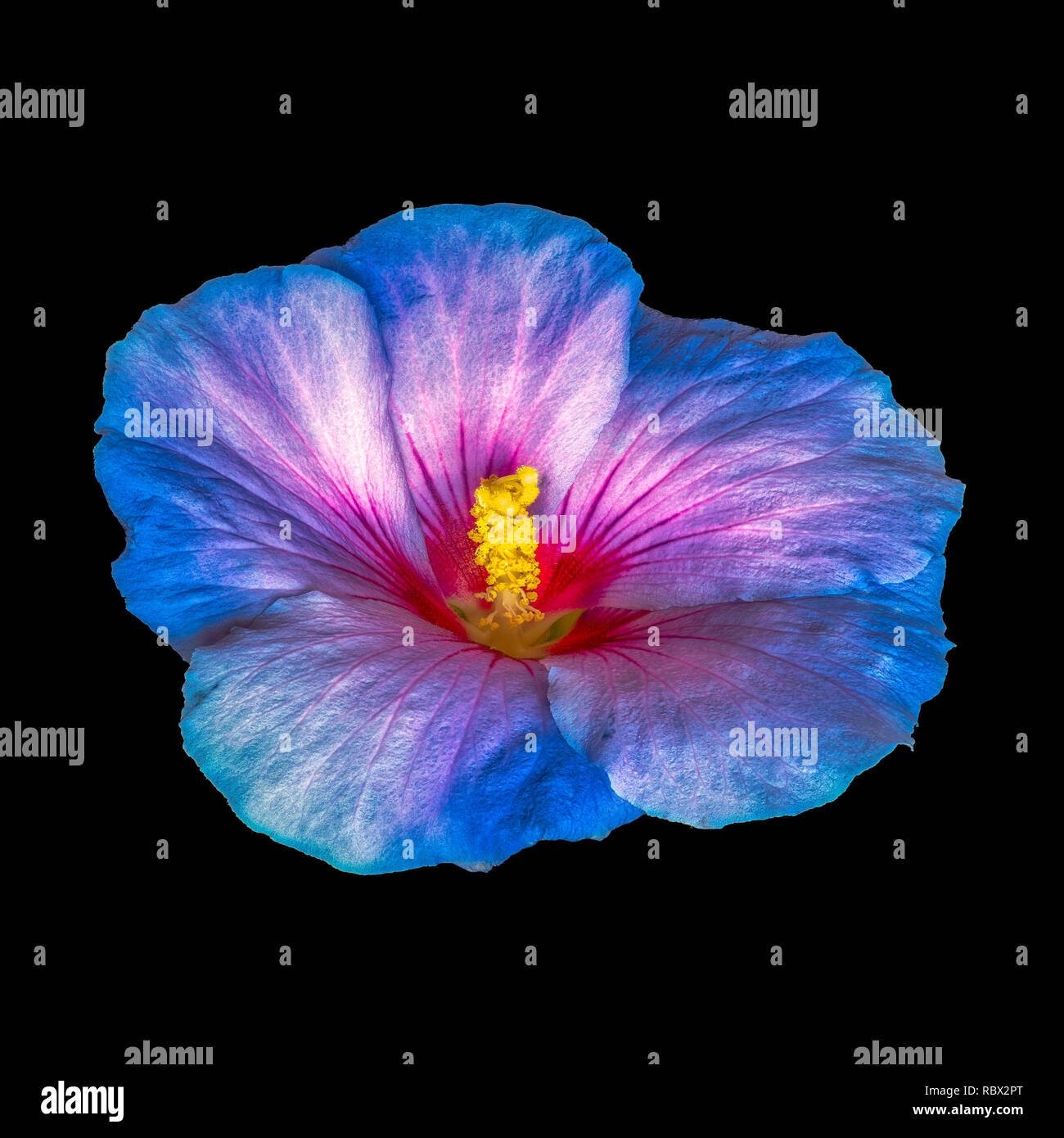 Floral Bright Color Macro Flower Image Of A Single Isolated Blooming Open Blue Red Hibiscus Blossom Detailed Texture Black Background Surreal Stock Photo Alamy