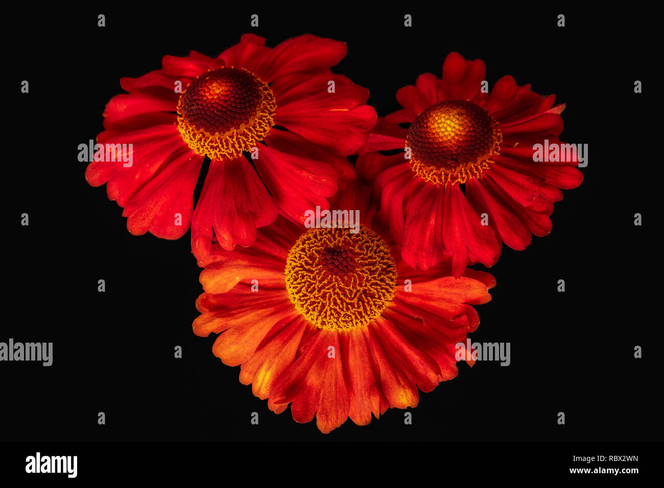 Still life fine art floral colorful macro of a bouquet / trio of wide open yellow red helenium / bride of the sun blossoms seen from the top on black Stock Photo
