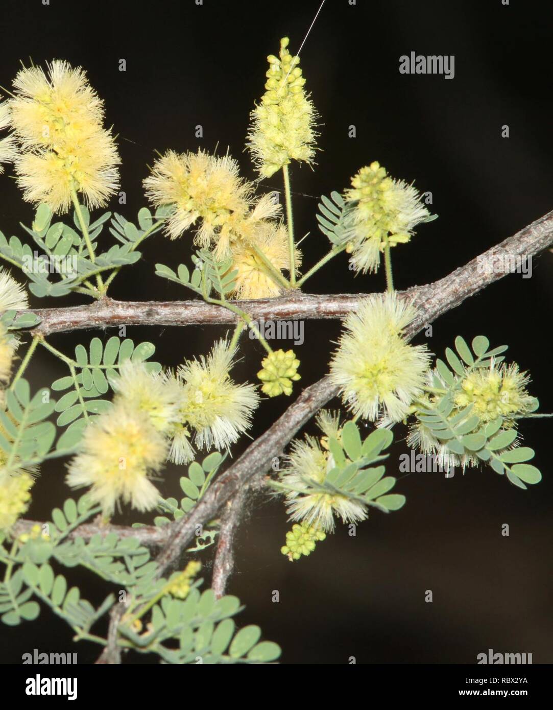 ACACIA, CATCLAW (Acacia greggii) (51311) patagonia lake, scc, az 02