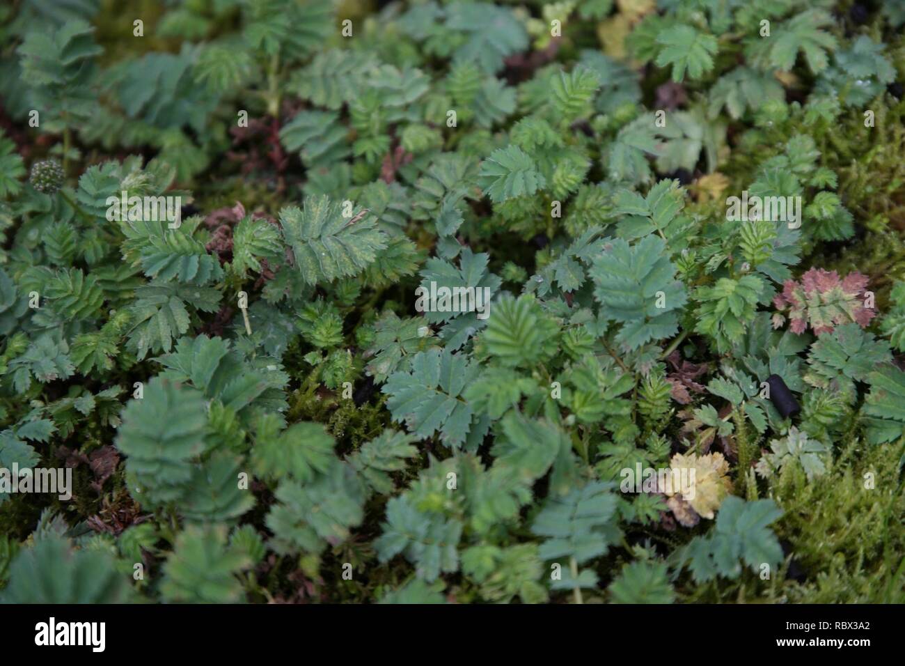 Acaena magellanica at the Sub Antarctic Plant House, Royal Tasmanian Botanical Gardens 01. Stock Photo