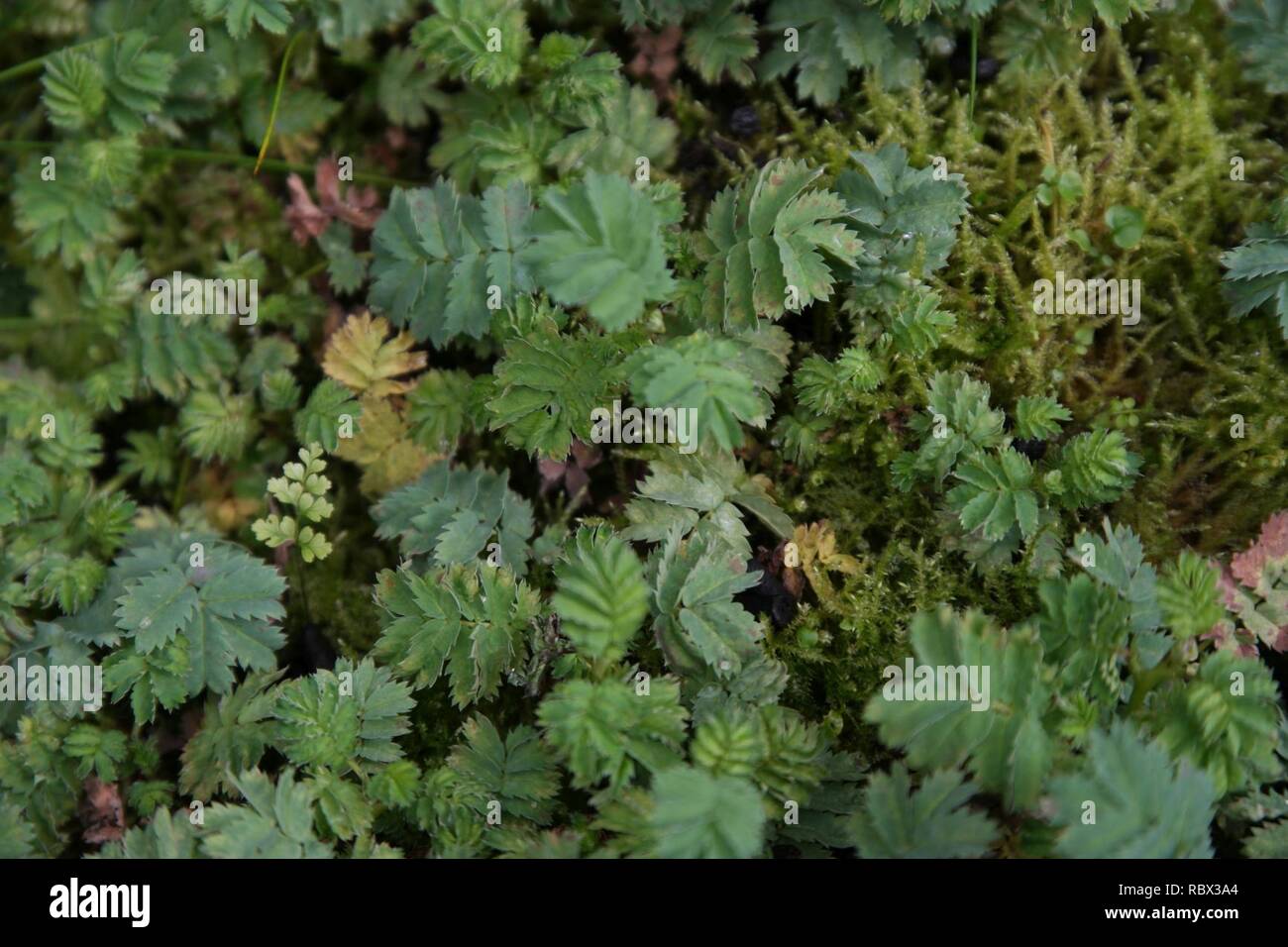 Acaena magellanica at the Sub Antarctic Plant House, Royal Tasmanian Botanical Gardens 03. Stock Photo