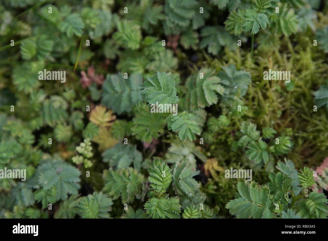 Acaena magellanica at the Sub Antarctic Plant House, Royal Tasmanian Botanical Gardens 04. Stock Photo