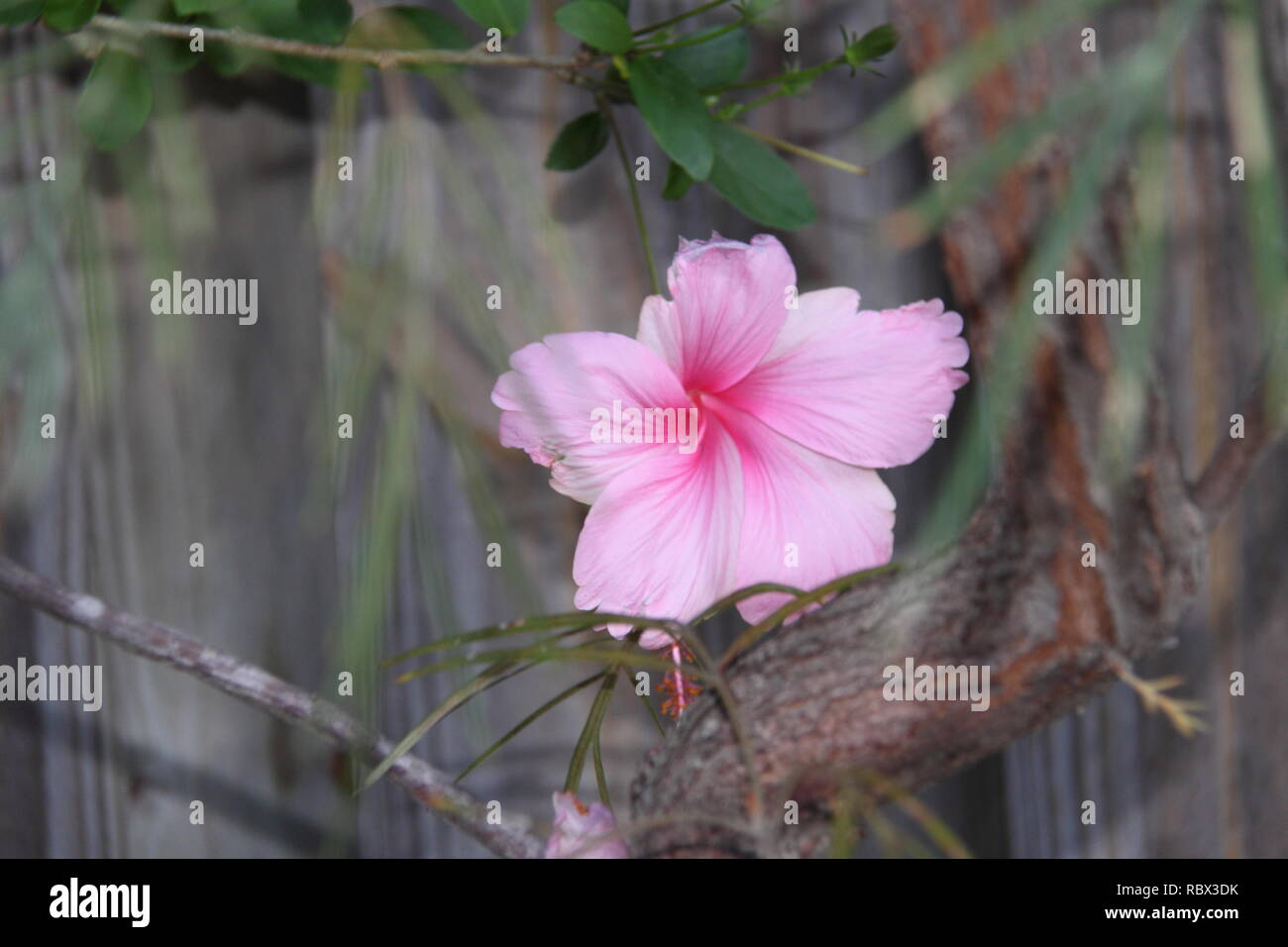 Pink Hibiscus (Hibiscus Rosa-Sinensis) Stock Photo