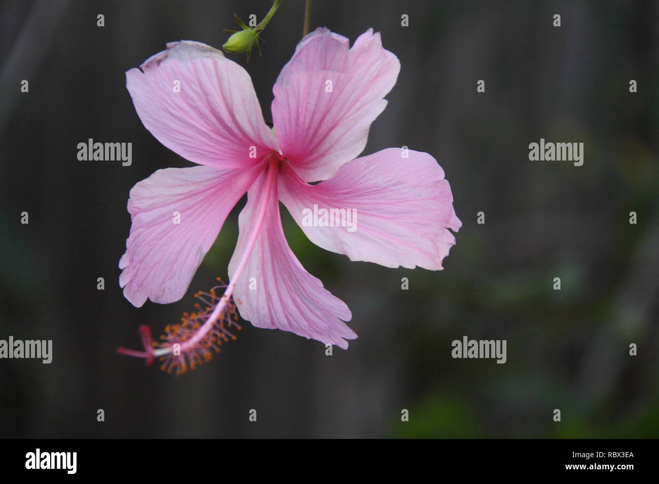 Pink Hawaiian Hibiscus Flower (Hibiscus Rosa-Sinensis) Stock Photo