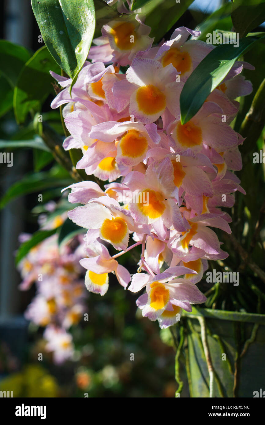 Beautiful Dendrobium thyrsiflorum orchid in the garden with morning sunshine, High altitude rainforest orchid commonly called the Pinecone-like Raceme Stock Photo
