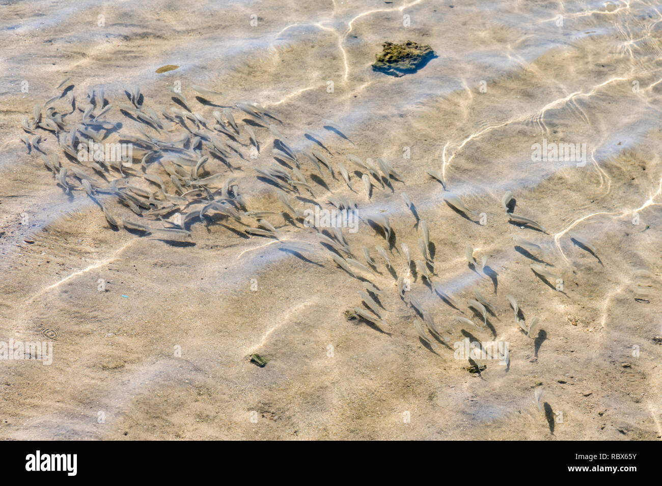 shoal of fish in shallow water. Flock of fish fry in shallow water. Nature background. The shadows of minnows swimming in shallow water with waves. So Stock Photo