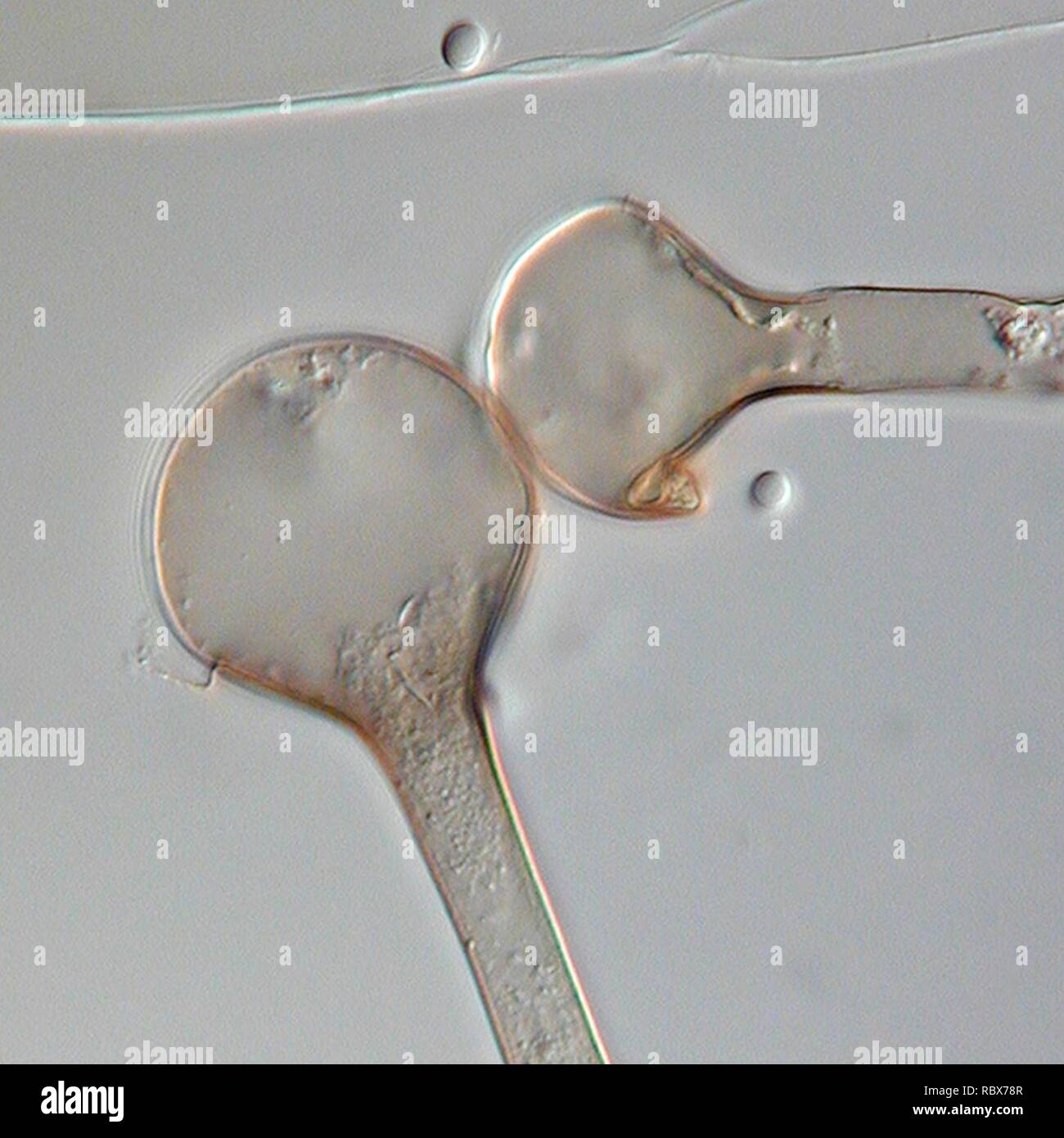 OLYMPUS DIGITAL CAMERA Absidia corymbifera. Stock Photo
