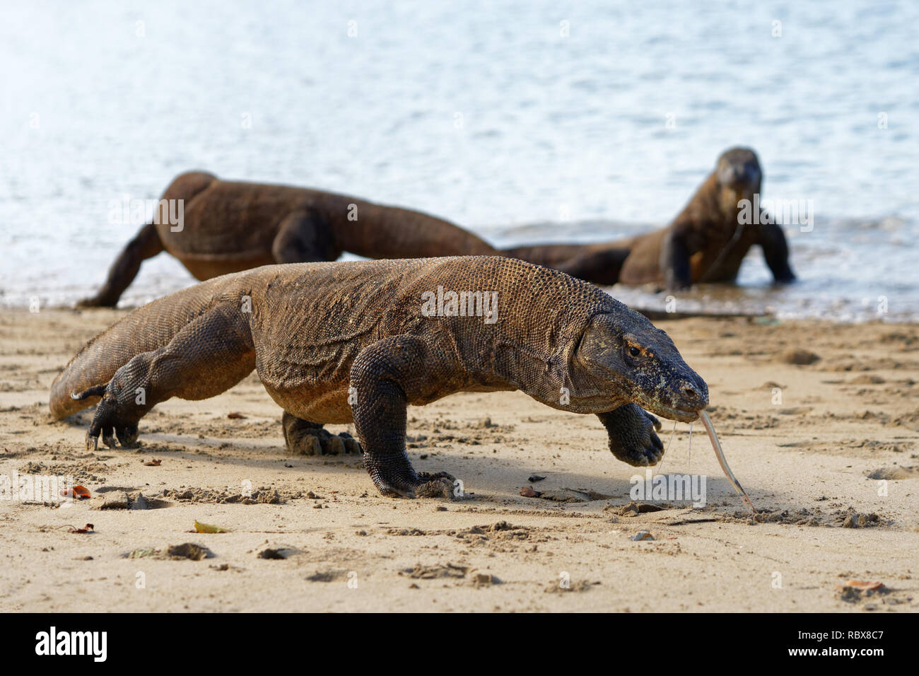 Close-up with three Komodo dragons (Varanus komodoensis) on the beach, the front animal is defining image and is in motion - Location: Indonesia, Komo Stock Photo