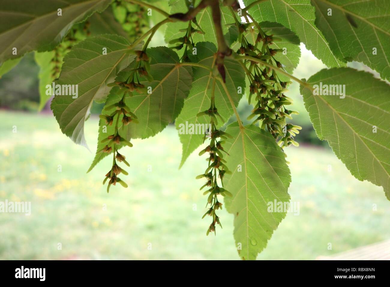 Acer davidii - Tyler Arboretum - DSC01758. Stock Photo