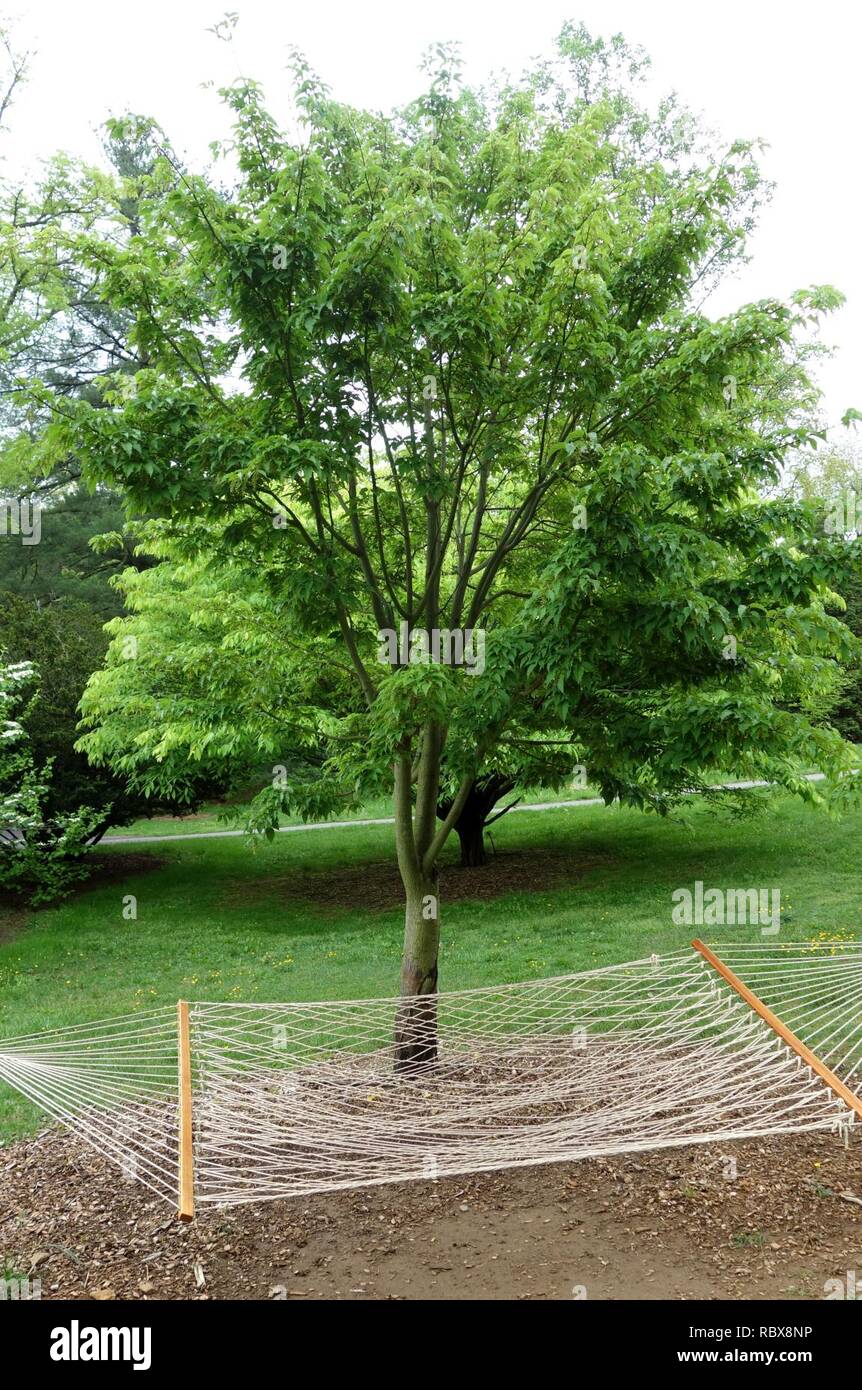 Acer davidii - Tyler Arboretum - DSC01760. Stock Photo