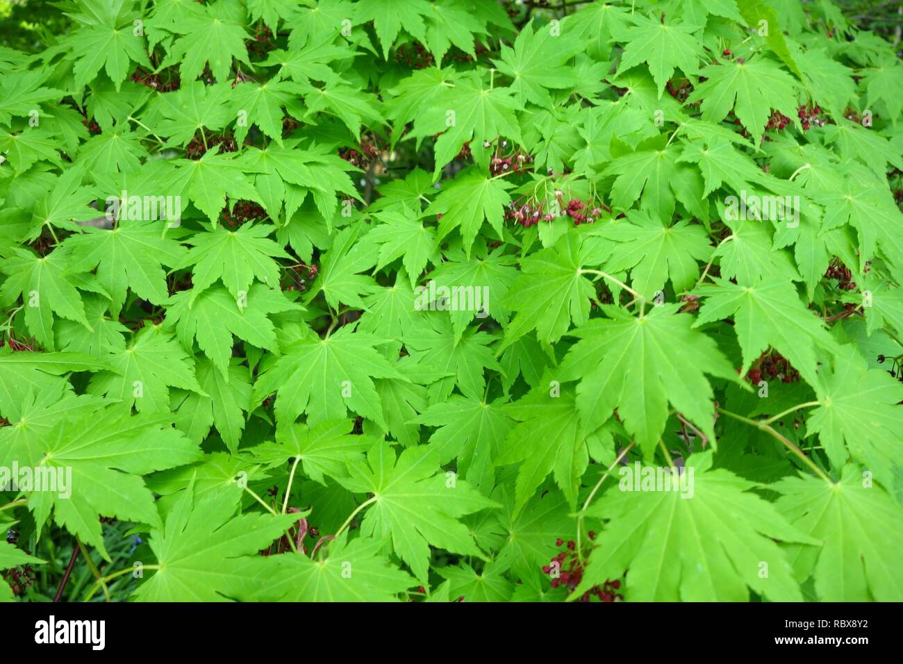 Acer sieboldianum - Morris Arboretum - DSC00313. Stock Photo