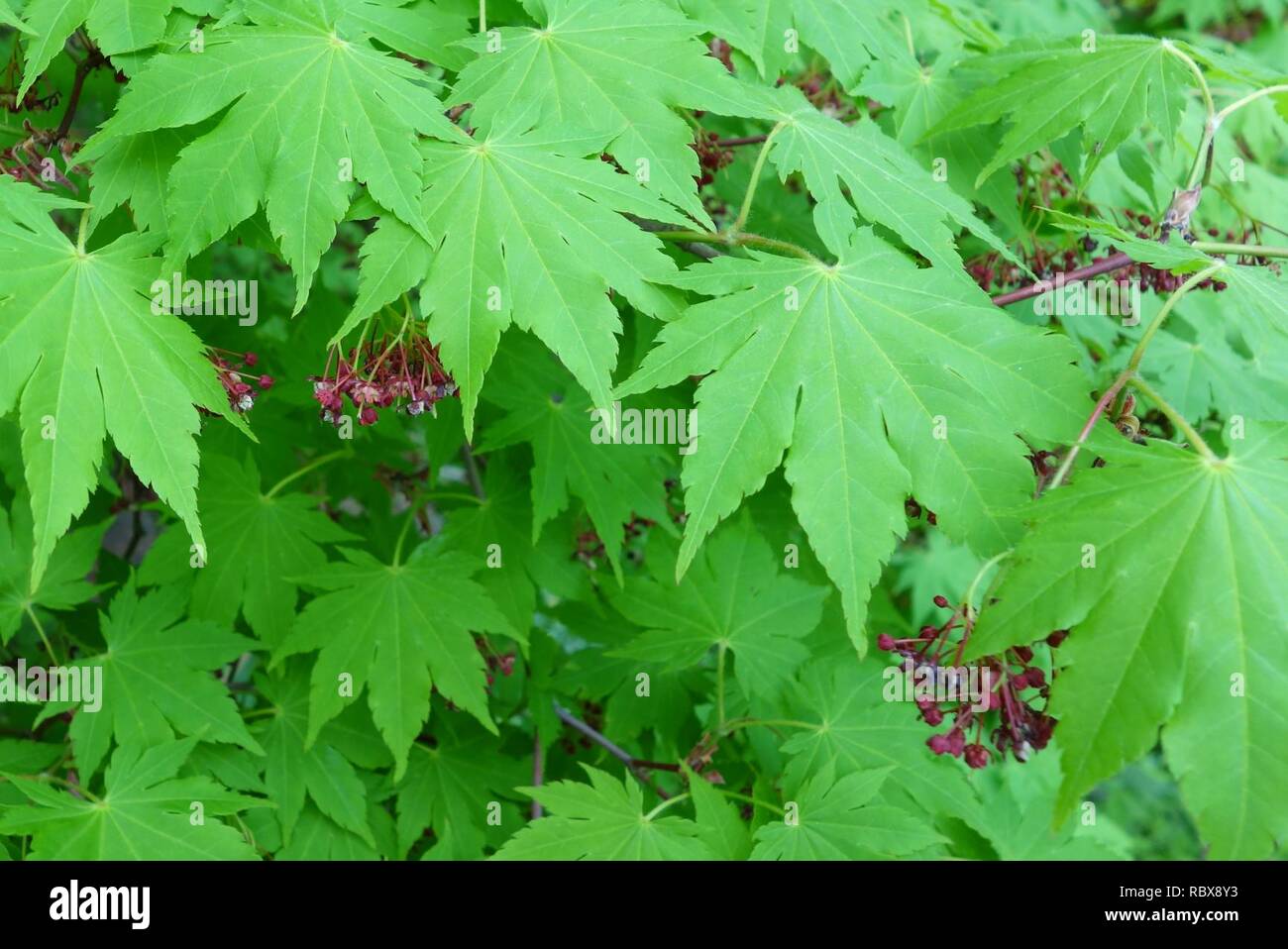Acer sieboldianum - Morris Arboretum - DSC00314. Stock Photo