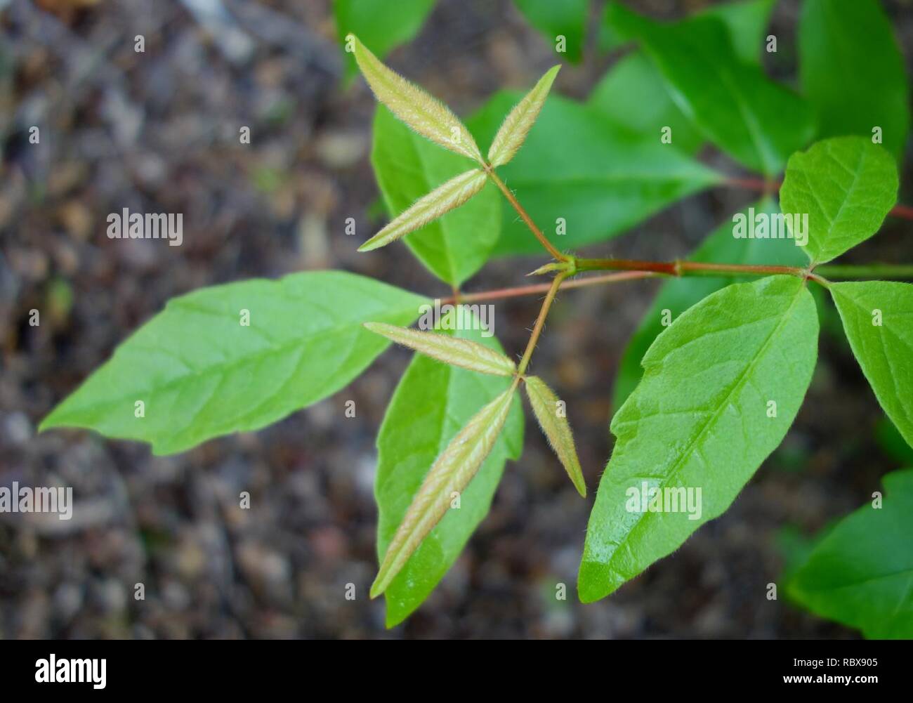 Acer triflorum - Tyler Arboretum - DSC01771. Stock Photo