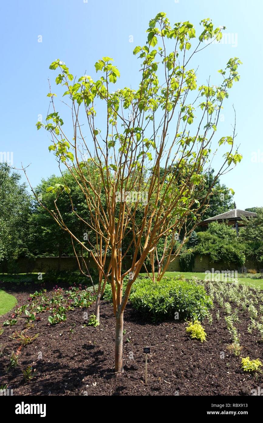 Acer x conspicuum 'Phoenix' Savill Garden Windsor Great Park
