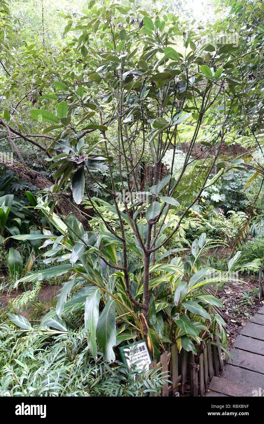 Acuba chinensis subsp. Omeiensis - Chengdu Botanical Garden - Chengdu, China - DSC03214. Stock Photo